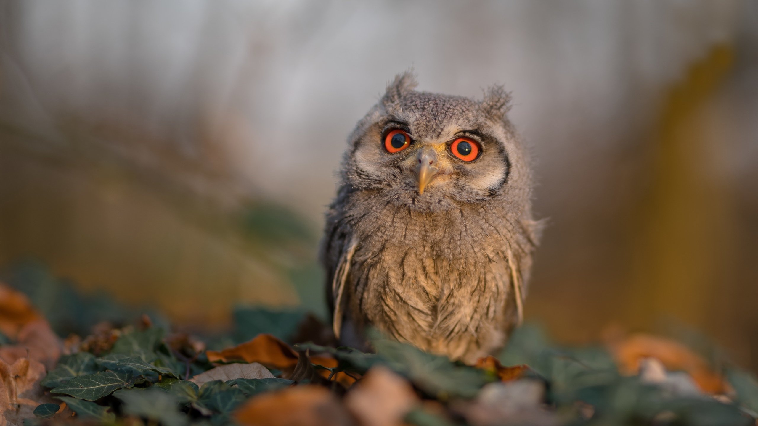 德甲转会:多支劲旅补强中场,争夺联赛冠军,德甲转会一览