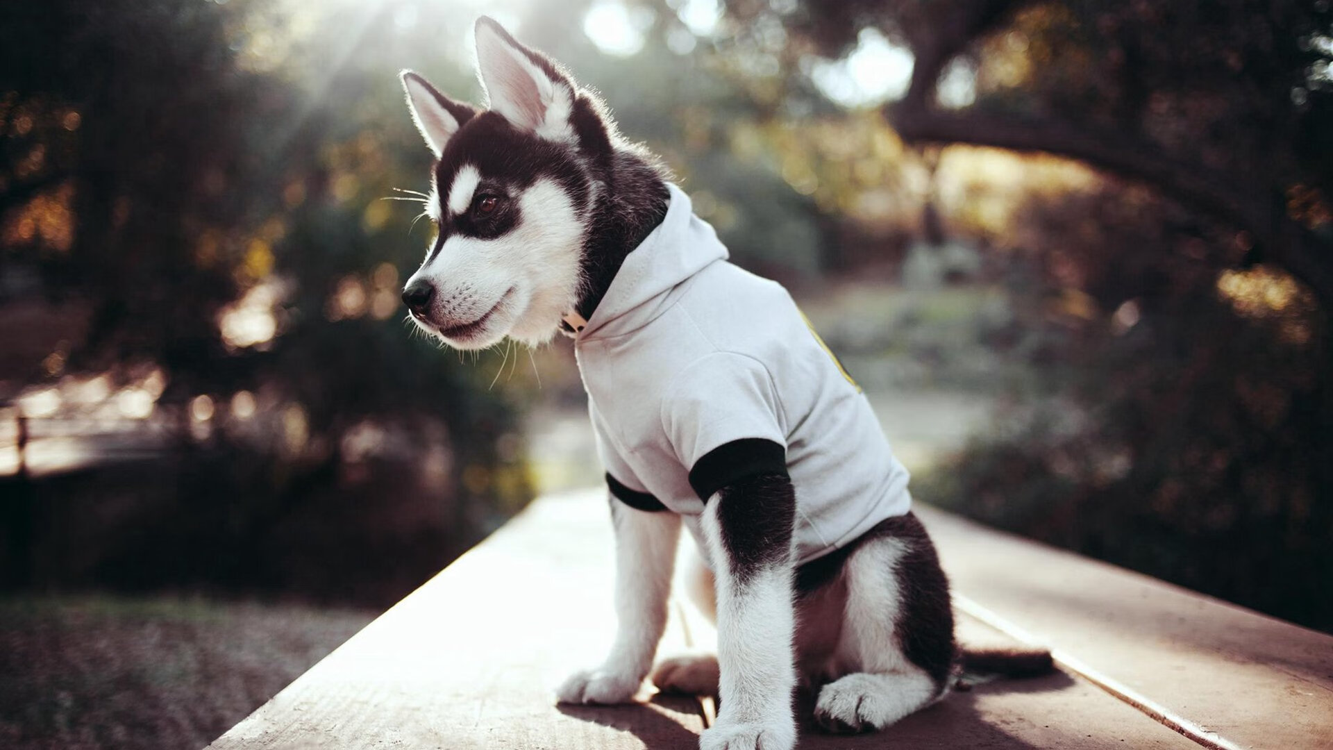 惊险超车：勇敢的一瞬间成就冠军，惊险时速