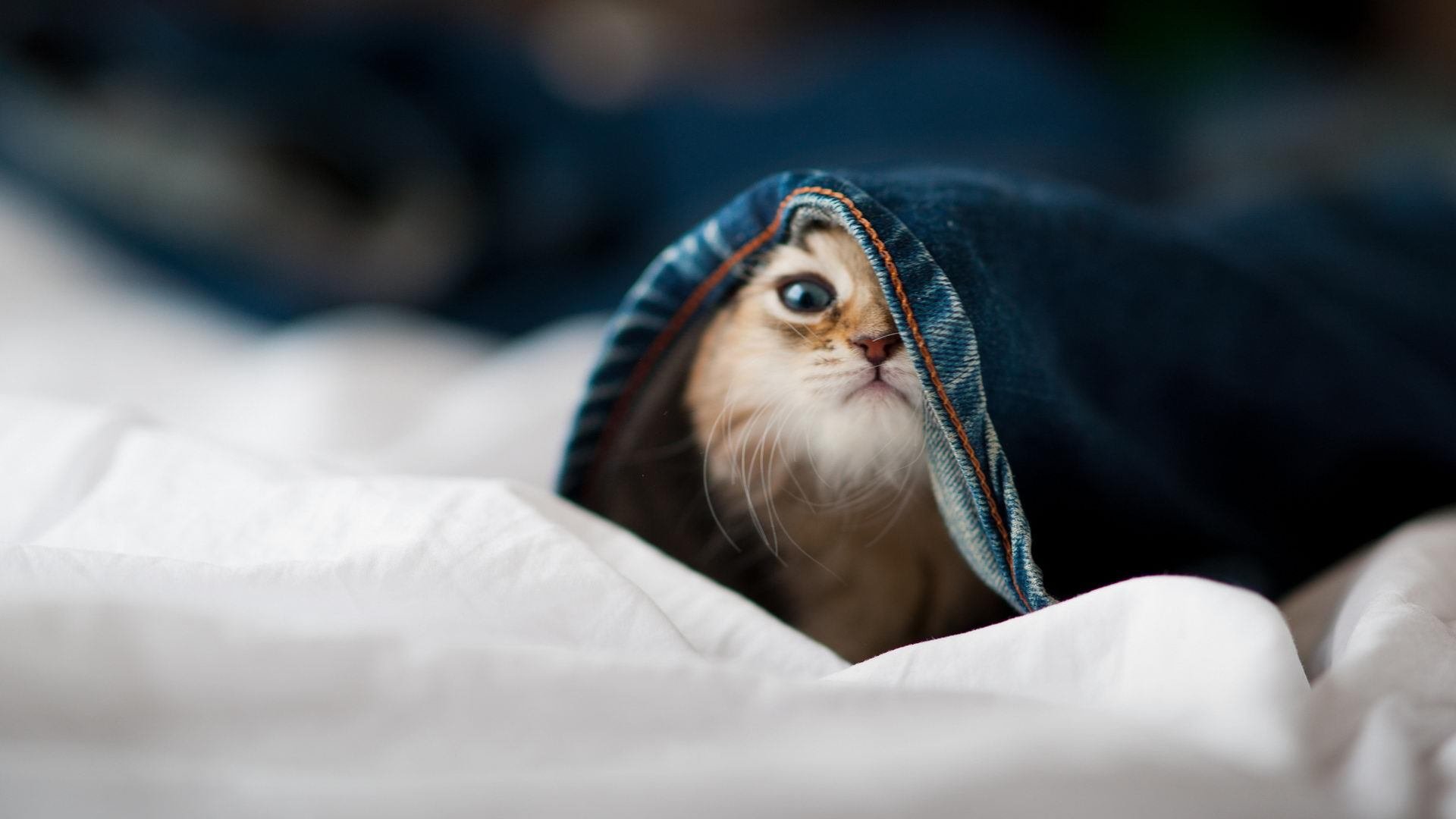 Kaiyun APP-摩洛哥队在巴黎奥运会上展现出强大的团队协作能力，摩洛哥申办奥运会