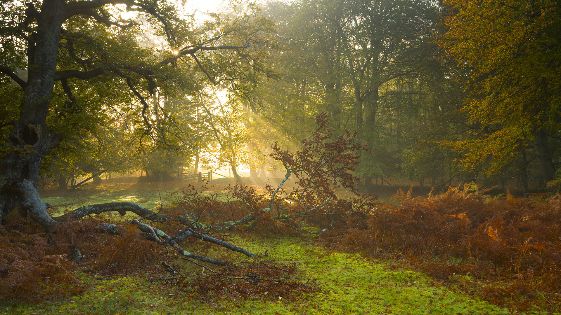 电竞行业的数字化转型,推动行业步入全新发展阶段,电竞产业的职业化发展