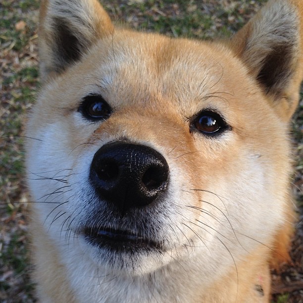 开云kaiyun-青少年足球纳入国家教育体系，全面普及校园足球，全国青少年校园足球改革