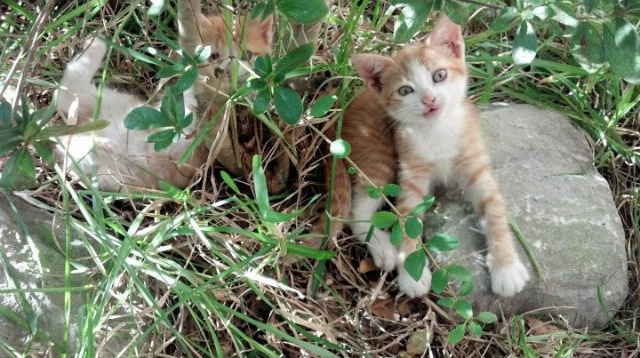 kaiyun体育app-决赛惜败，西班牙男足无缘金牌梦，西班牙男足没有获得哪一项比赛冠军