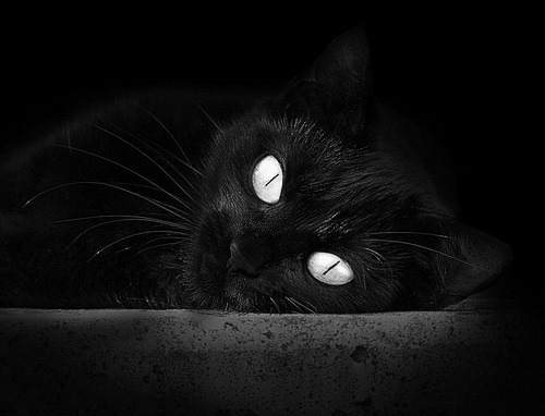 球场英雄集结:全球篮球明星争霸秀绝技,篮球巨星合集