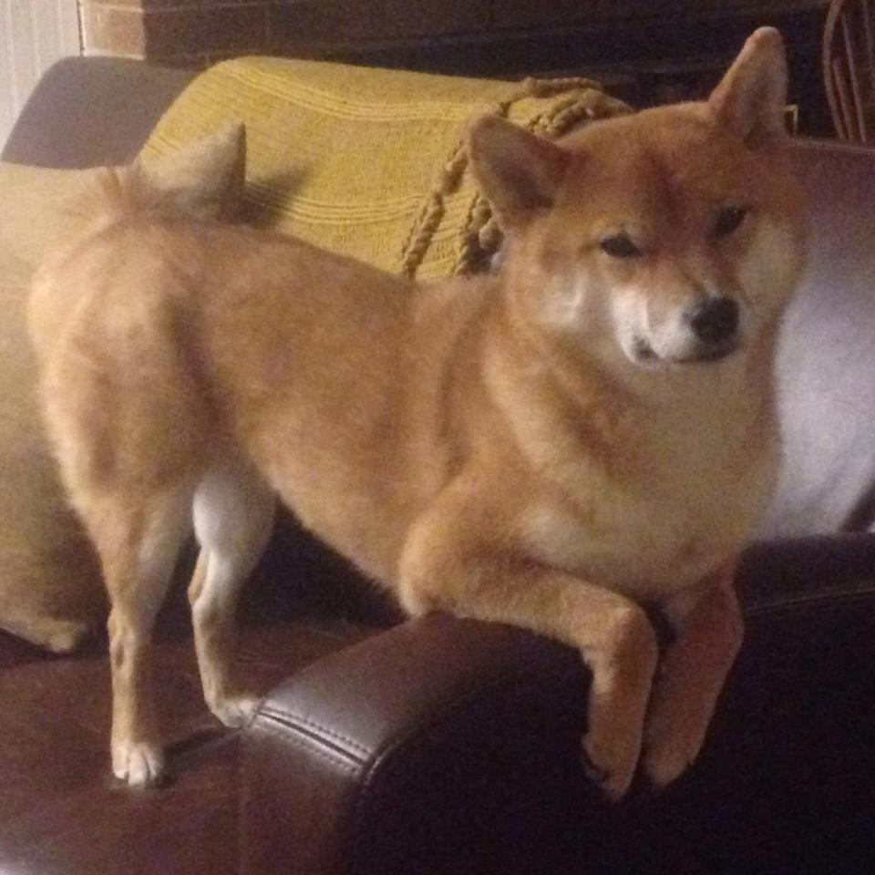 绿茵场上悬念丛生,热门对决引发球迷狂热!,绿茵绿茵