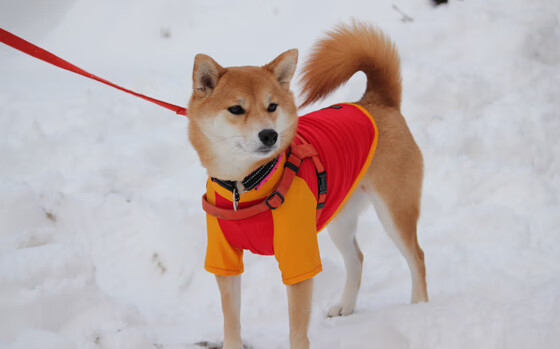 开云·Kaiyun网页版-联盟是否应建立公开问责平台，联盟是否应建立公开问责平台制度