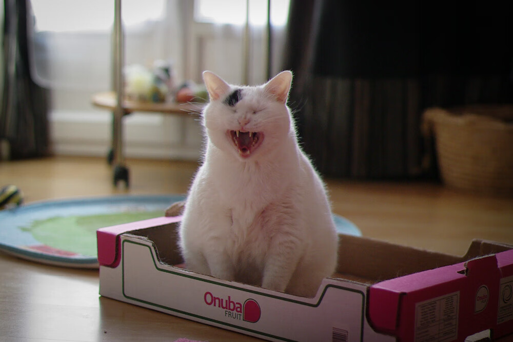 西班牙队在欧洲杯四分之一决赛中以2比1战胜法国队,晋级决赛,西班牙 法国 欧洲杯