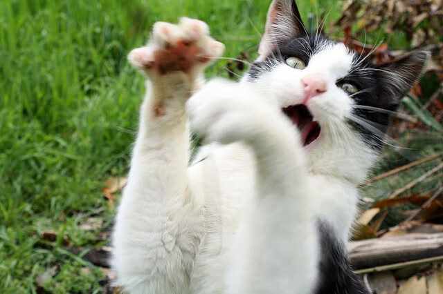 国足比赛期间战术板应用时机整理,足球战术板软件下载