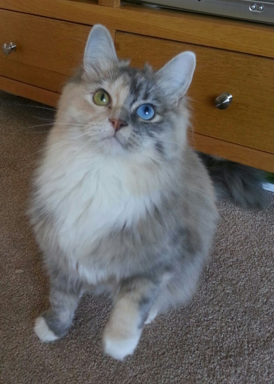 开云kaiyun-“腰旗式美式橄榄球：东部新区赛场打破传统竞技边界”