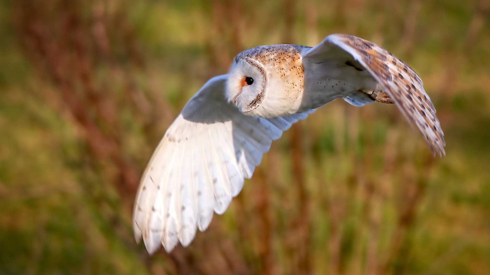 中国男篮攻防配合日益默契，中国,男篮