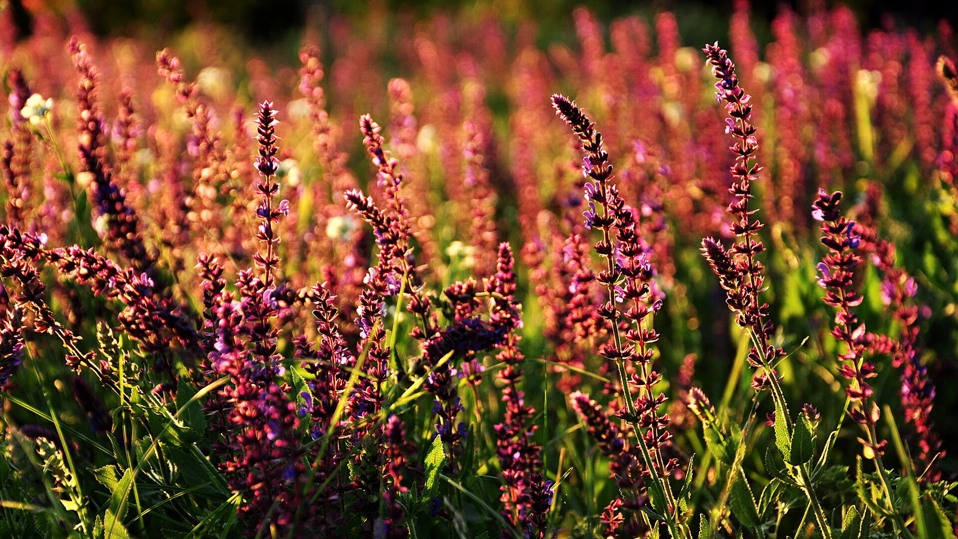 开云官方网站-国家队教练团队沟通效率低下，专业的教练员团队
