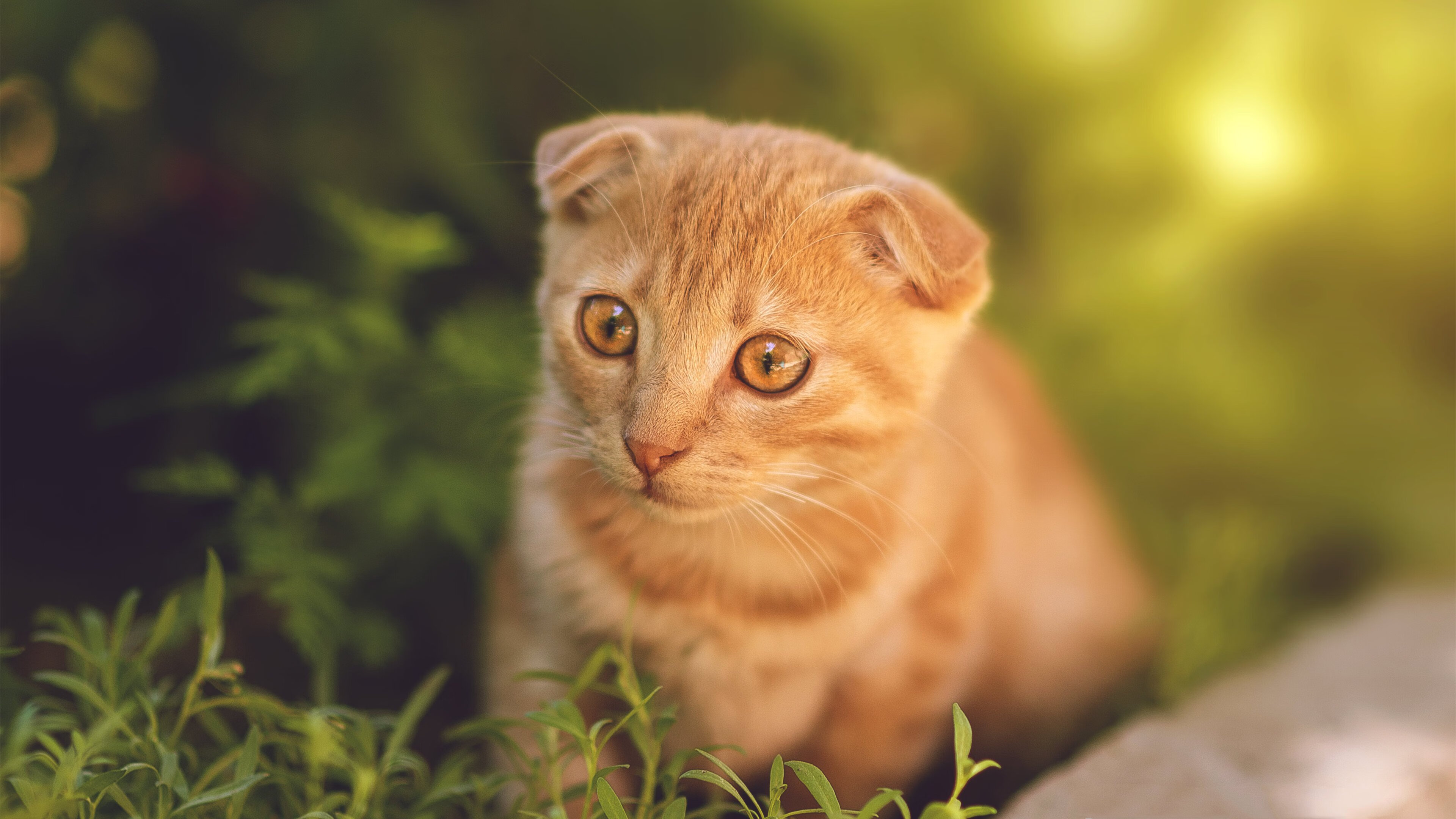 开云官网-新加坡队赛制评析：赛制如何帮助提升球员心理素质与比赛稳定性