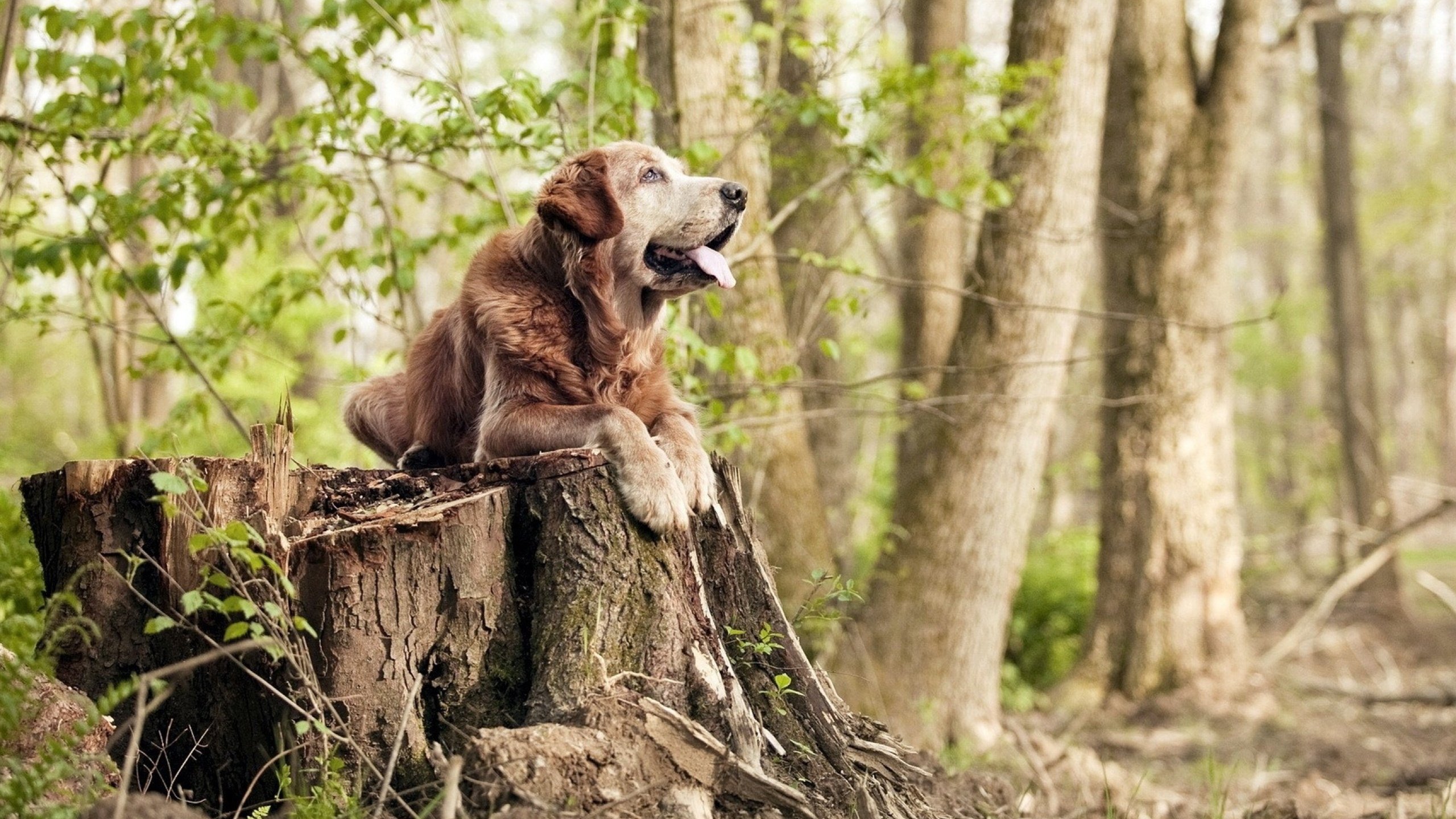 澳大利亚团队赛制解析:如何通过赛制优化提高团队整体实力,澳大利亚顶级联赛