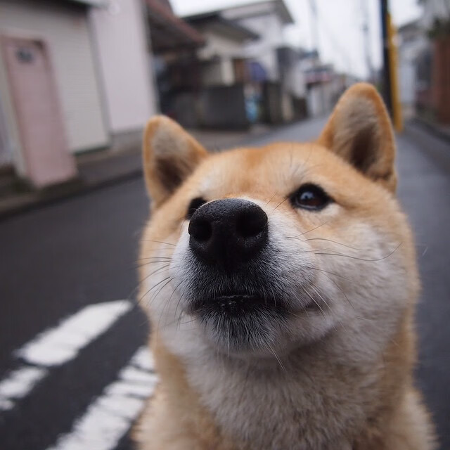kaiyun官方网站-澳大利亚新星游出惊人成绩，澳大利亚星星