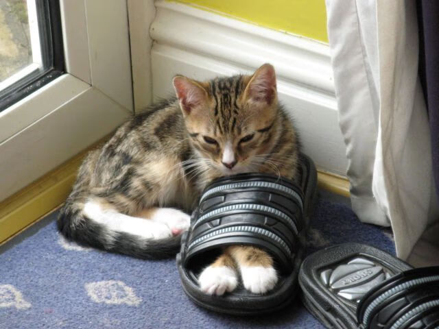 中国足球国家队引入赛事心理干预团队,进入中国足球国家队的要求