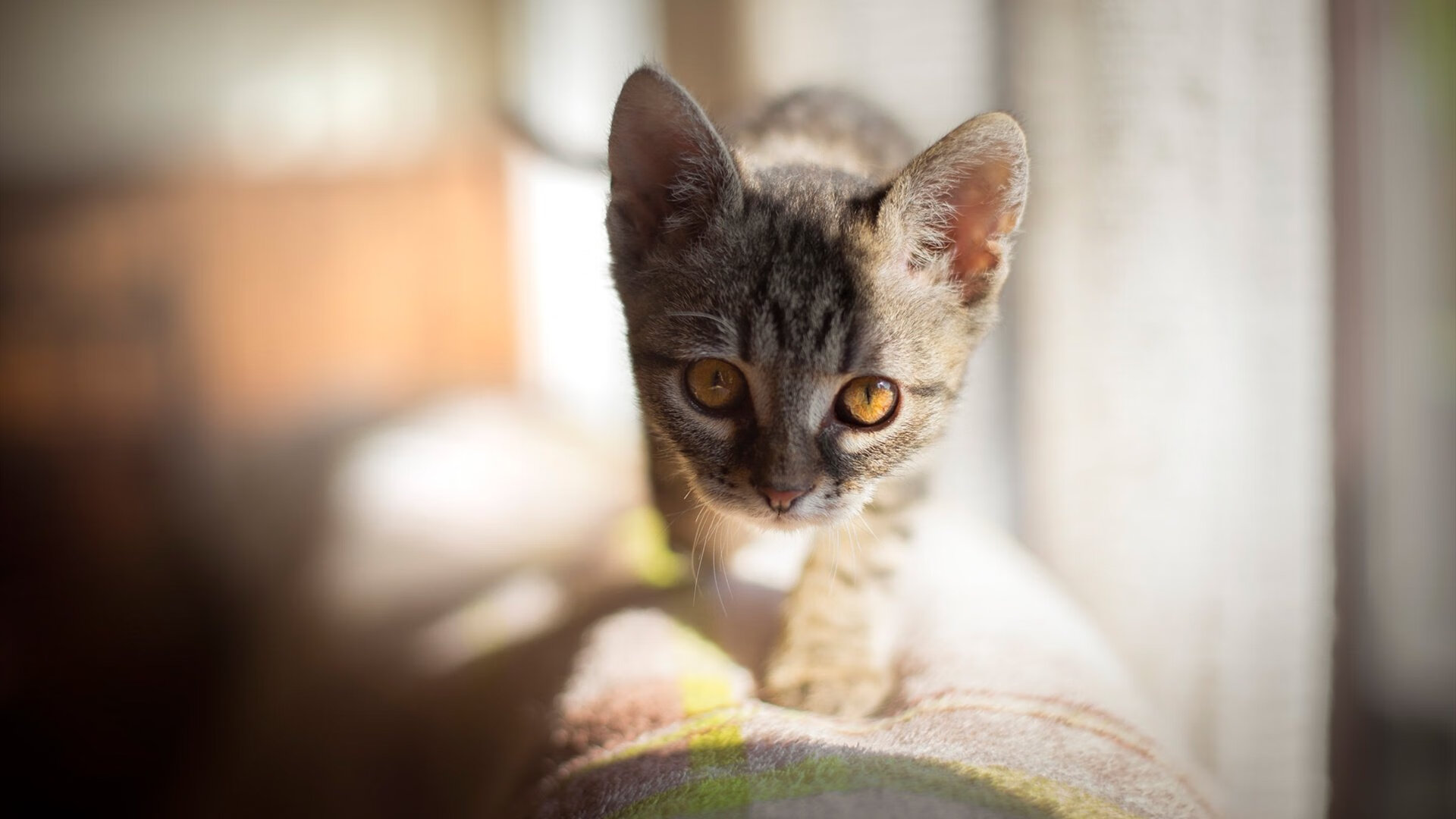 开云中国大陆-体育科技创新 助力运动员突破极限，体育类科技创新