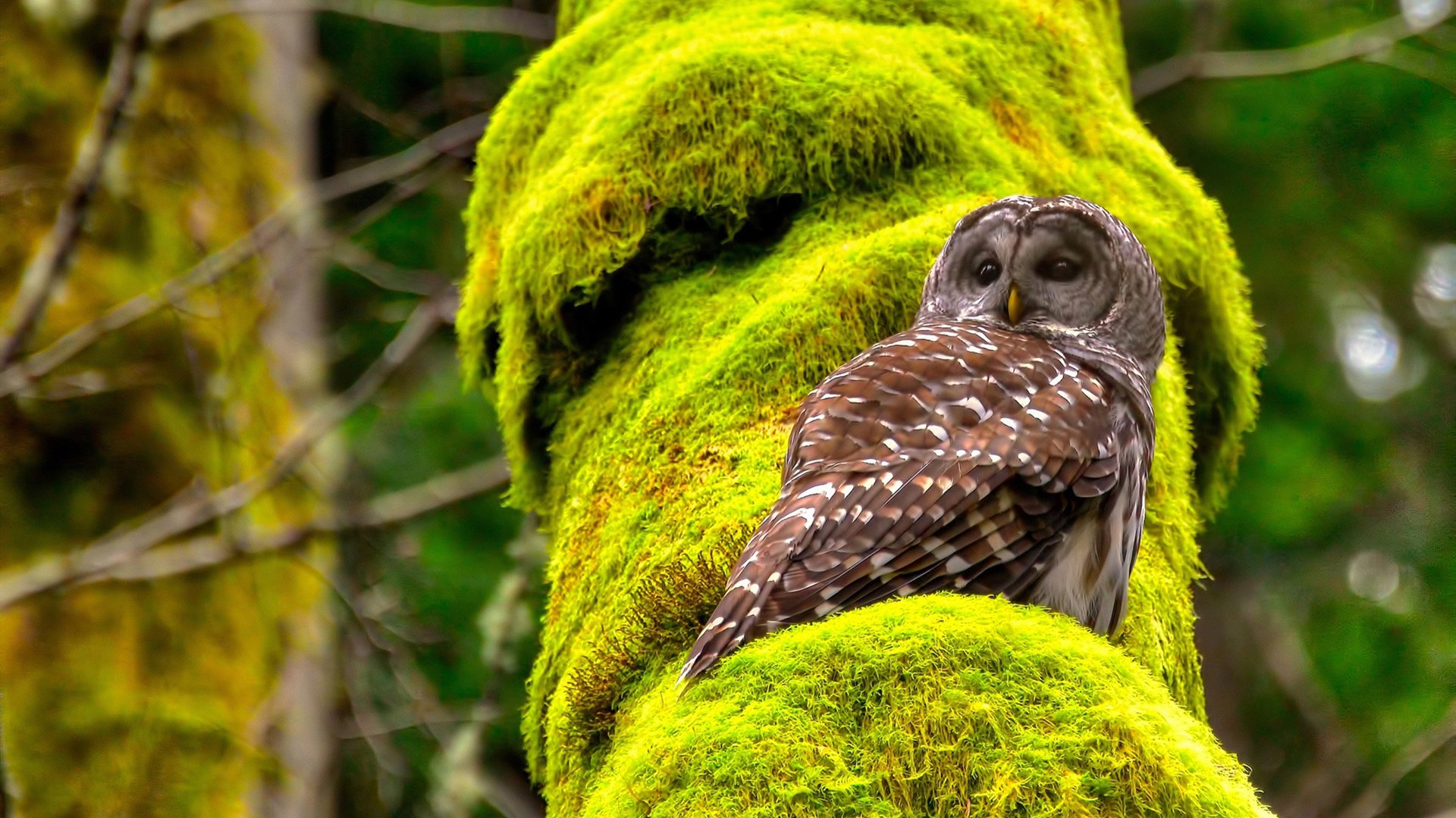 奇才夏季联赛表现抢眼,奇才夏季联赛阵容