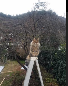 美洲杯超级逆转:绝望中擦出奇迹火花,美洲杯专题