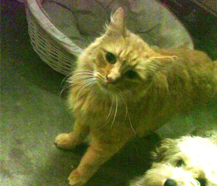 西甲决战时刻:超越极限的精彩表现,西甲超级杯比赛直播